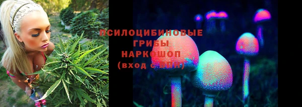 гашик Богданович